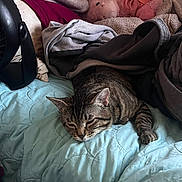 Astro is registered to the contest to win money with this photo: bed, blanket, cat, clothing, comfort, cozy, fan, feline, indoor, nap, pet, pile, quilt, relaxed, resting, sleeping, soft, stuffed_animal, tabby_cat, toy