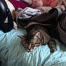 cat, tabby_cat, bed, blanket, clothing, stuffed_animal, fan, quilt, indoor, resting, sleeping, cozy, pet, feline, soft, comfort, pile, toy, relaxed, nap
