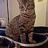 Astro joined the competition — help win amazing prizes! cat, tabby_cat, guitar_case, wooden_table, indoor, lamp, framed_photo, wall_decor, curious, pet, feline, striped, domestic_animal, sitting, cozy, household, fur, whiskers, ears, eyes