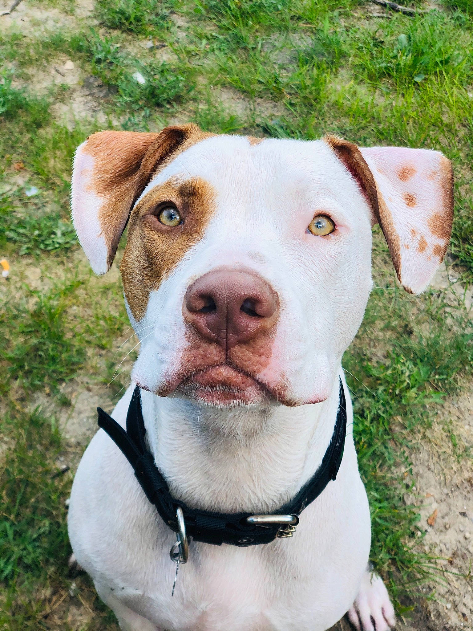 Titan is registered to the contest to win money with this photo: adventure, american_bulldog, american_pit_bull_terrier, american_staffordshire_terrier, braque_saint_germain, canidae, carnivore, catahoula_bulldog, collar, companion_dog, dog, dog_breed, fawn, mammal, non_sporting_group, pit_bull, rare_breed_dog, snout, sporting_group, vertebrate