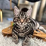 abyssinian, animal, cat, egyptiancat, hardwood, kitten, manx, person, pet, wood
