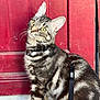 abyssinian, accessories, angora, animal, architecture, building, cat, door, egyptiancat, hardwood, harness, kitten, leash, manx, pet, plywood, strap, wall, wood