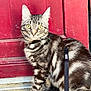 abyssinian, accessories, angora, animal, architecture, building, cat, door, egyptiancat, formalwear, harness, kitten, leash, manx, pet, plywood, strap, tie, wall, wood