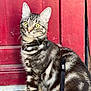 abyssinian, accessories, angora, animal, architecture, building, cat, door, egyptiancat, hardwood, harness, kitten, leash, manx, pet, strap, wall, wood