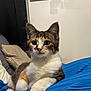 Yuma a rejoint le concours — aidez-le/la à gagner de superbes lots ! cat, kitten, calico, indoor, pet, feline, cute, resting, blue_blanket, whiskers, paws, curious, cozy, pillows, wall, domestic_animal, young, fur, animal, relaxed