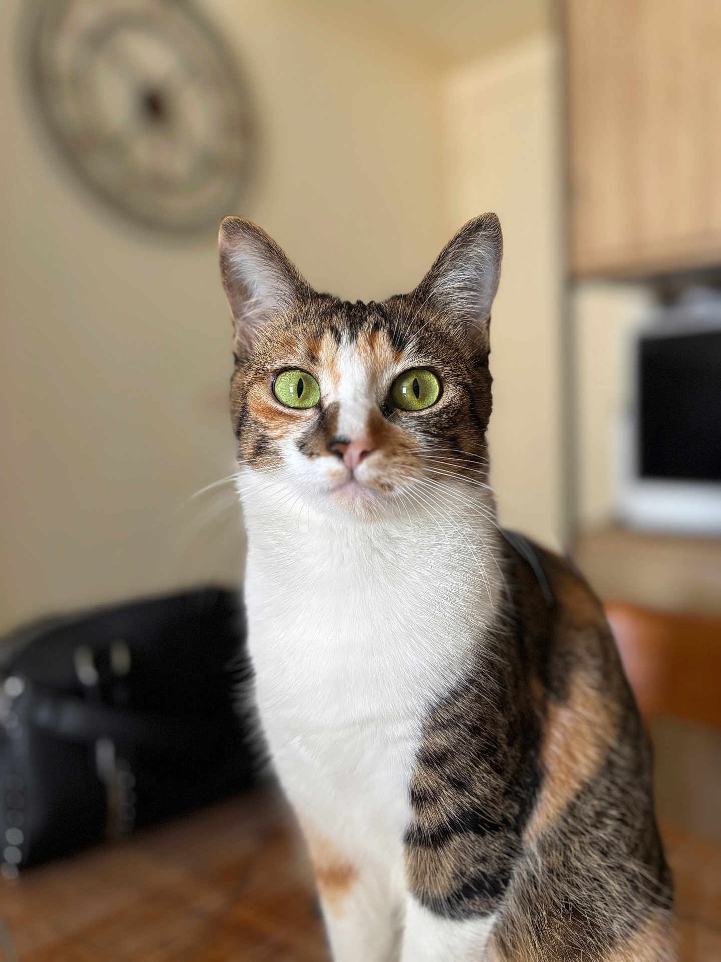 Yuma participe au concours pour gagner de l'argent avec cette photo : alert, animal, blurry_background, calico_cat, cat, clock, curious, cute, domestic, ears, feline, fur, green_eyes, household, indoor, mammal, pet, portrait, table, whiskers
