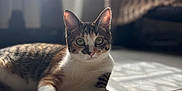 Yuma participe au concours pour gagner de l'argent avec cette photo : cat, indoor, floor, tile, sunlight, pet, animal, fur, whiskers, ears, eyes, relaxed, laying, domestic, cute, feline, shadow, home, cozy, blurred_background