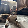 cat, indoor, floor, tile, sunlight, pet, animal, fur, whiskers, ears, eyes, relaxed, laying, domestic, cute, feline, shadow, home, cozy, blurred_background