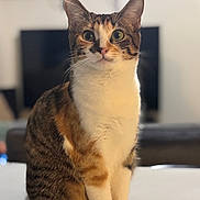 Yuma participe au concours pour gagner de l'argent avec cette photo : cat, tricolor, sitting, indoor, fur, whiskers, alert, closeup, pets, animal, domestic, curious, eyes, face, table, furniture, blurred_background, cute, soft_light, portrait