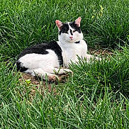 Buddy joined the competition — help win amazing prizes! animal, black_and_white, cat, collar, cute, daylight, ears, fur, garden, grass, greenery, lying_down, mammal, nature, outdoor, pet, relaxed, resting, whiskers, wildlife
