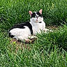 animal, black_and_white, cat, collar, cute, daylight, ears, fur, garden, grass, greenery, lying_down, mammal, nature, outdoor, pet, relaxed, resting, whiskers, wildlife