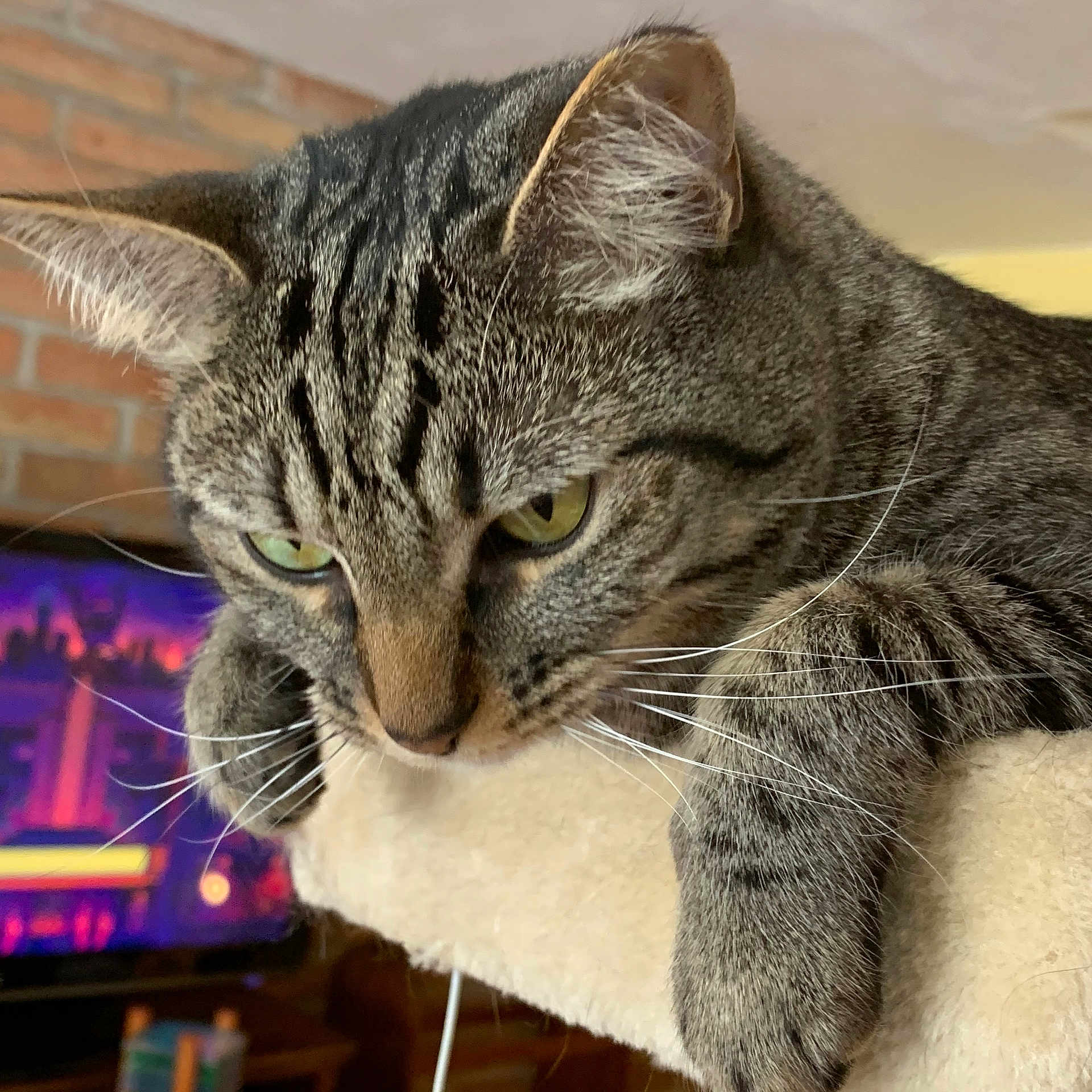 Skutter is registered to the contest to win money with this photo: animal, background, brick_wall, cat, close_up, cozy, domestic, ears, eyes, face, fur, indoor, paws, pet, resting, screen, soft_surface, tabby, television, whiskers