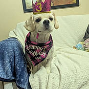 Khloe Norris is registered to the contest to win money with this photo: accessory, animal, bandana, birthday, blanket, canine, celebration, couch, crown, cute, decor, dog, furniture, happy, household, indoor, pet, portrait, sitting, white_dog