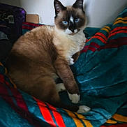Mocha Norris joined the competition — help win amazing prizes! animal, blanket, blue_eyes, cat, colorful, cozy, cute, domestic_animal, feline, fur, indoor, mammal, paw, pet, portrait, relaxing, resting, siamese_cat, striped, whiskers
