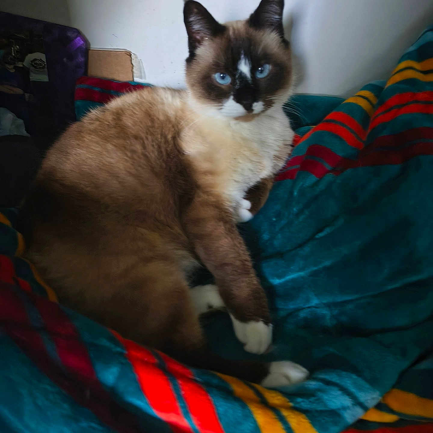 Mocha Norris