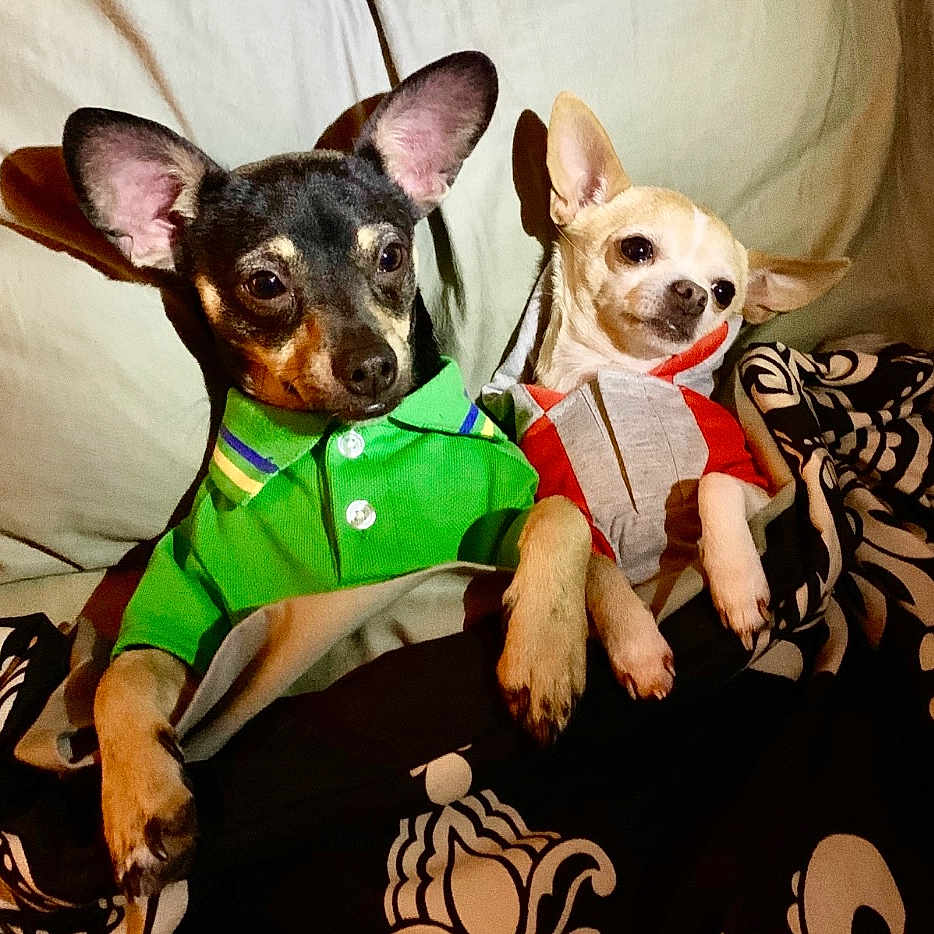 Harley And Zoey joined the competition — help win amazing prizes! animal, bed, blanket, chihuahua, clothing, companion, cozy, cute, cute_animals, dog, domestic_animal, fur, hoodie, indoor, pet, portrait, relaxed, resting, small_dog, two_dogs