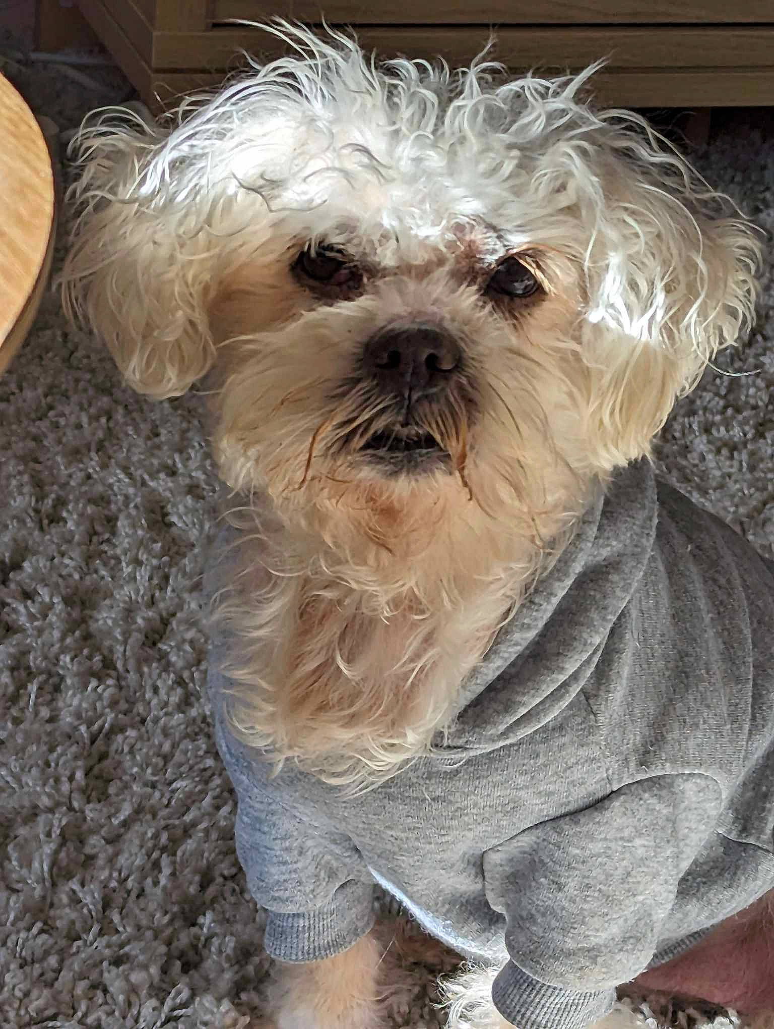 Alex joined the competition — help win amazing prizes! canidae, carnivore, cockapoo, companion_dog, dog, dog_breed, dog_clothes, dog_supply, fur, mal_shi, maltepoo, puppy_love, shih_poo, small_terrier, snout, sporting_group, terrier, toy_dog, water_dog, working_animal