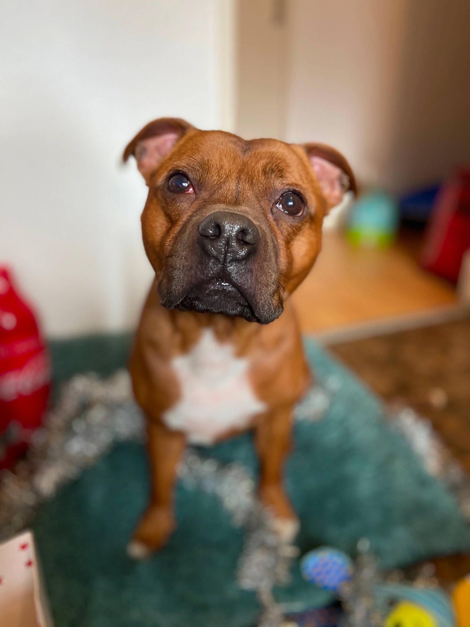 Jeezy participe au concours pour gagner de l'argent avec cette photo : boxer, bulldog, canidae, carnivore, companion_dog, dog, dog_breed, fawn, grass, liver, molosser, non_sporting_group, plant, snout, sporting_group, toy_dog, wood, working_animal, working_dog, wrinkle