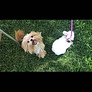 Daisy joined the competition — help win amazing prizes! dog, rabbit, grass, leash, harness, outdoor, pet, animal, small_dog, white_rabbit, greenery, playful, fluffy, nature, cute, companions, summer, sunlight, pets, happy