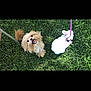 dog, rabbit, grass, leash, harness, outdoor, pet, animal, small_dog, white_rabbit, greenery, playful, fluffy, nature, cute, companions, summer, sunlight, pets, happy