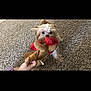 dog, toy, hand, carpet, play, pet, puppy, indoor, brown, fur, cute, animal, grip, mouth, small_dog, tug_of_war, fun, playful, furniture, home