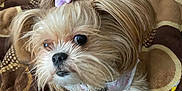 Daisy is registered to the contest to win money with this photo: dog, small_dog, bow, pet, fur, blanket, brown_blanket, indoor, cozy, cute, animal, companion, relaxed, laying_down, home, person, legs, pattern, curious, soft