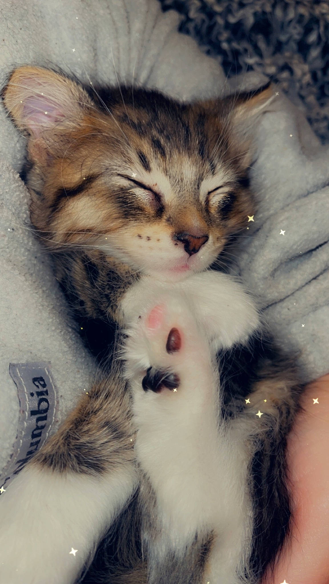 Kobe is registered to the contest to win money with this photo: art, carnivore, cat, claw, comfort, domestic_short_haired_cat, eye, fawn, felidae, fur, gesture, iris, nail, nose, paw, sky, small_to_medium_sized_cats, snout, tail, whiskers