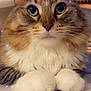 Kobe joined the competition — help win amazing prizes! cat, tabby, fluffy, white_paws, closeup, pet, animal, feline, whiskers, ears, eyes, face, cute, indoor, fur, portrait, sparkles, magic, relaxed, table