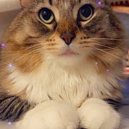 Kobe joined the competition — help win amazing prizes! cat, tabby, fluffy, white_paws, closeup, pet, animal, feline, whiskers, ears, eyes, face, cute, indoor, fur, portrait, sparkles, magic, relaxed, table