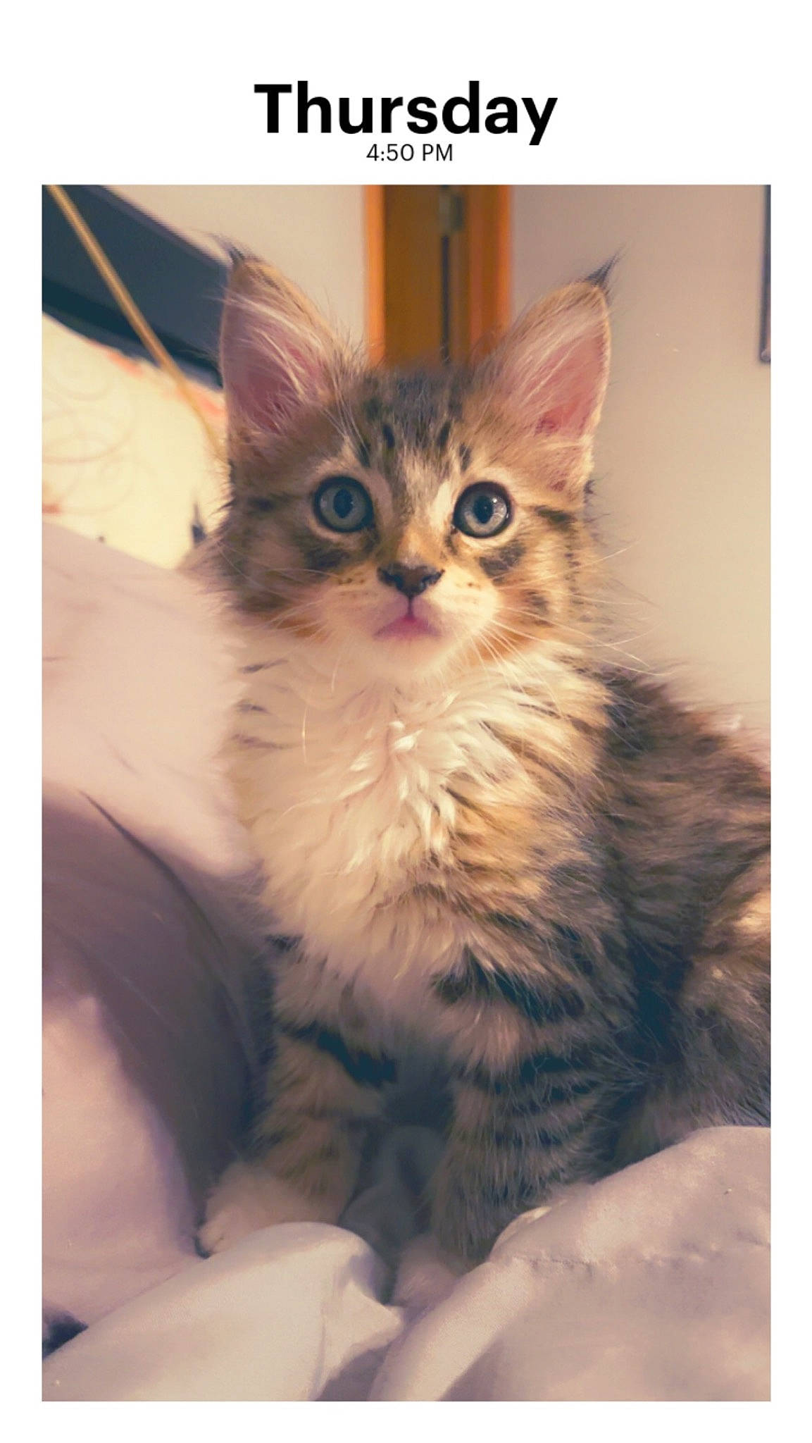 Kobe is registered to the contest to win money with this photo: carnivore, cat, claw, domestic_short_haired_cat, fawn, felidae, font, fur, gesture, paw, photo_caption, photography, rectangle, sitting, small_to_medium_sized_cats, snout, square, tail, whiskers