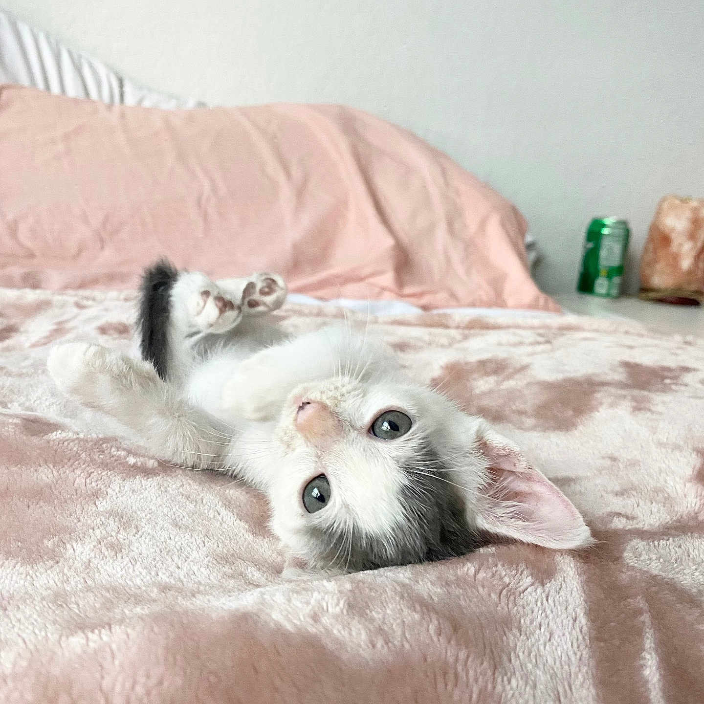 Cosmo is registered to the contest to win money with this photo: animal, bed, blanket, cat, closeup, cozy, curious, cute, feline, fur, indoor, kitten, looking, paws, pet, pink, playful, resting, soft, whiskers