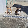animal, brown_dog, building, collar, concrete, daytime, dog, dogs, drain, metal_poles, outdoor, pair, pets, quiet, shadow, sitting, small_dog, sunlight, tan_dog, wall