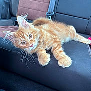 Asco participe au concours pour gagner de l'argent avec cette photo : cat, kitten, orange_tabby, pet, animal, car_interior, car_seat, whiskers, fur, cute, relaxed, young_cat, domestic_cat, mammal, seatbelt, vehicle, resting, looking, indoor, closeup