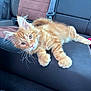 cat, kitten, orange_tabby, pet, animal, car_interior, car_seat, whiskers, fur, cute, relaxed, young_cat, domestic_cat, mammal, seatbelt, vehicle, resting, looking, indoor, closeup
