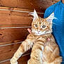 cat, orange_tabby, fluffy, pet, animal, ears, whiskers, person, hand, blue_shirt, wooden_wall, indoor, portrait, feline, cute, fur, closeup, holding, relaxed, eyes