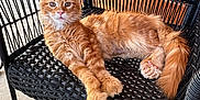 Asco a rejoint le concours — aidez-le/la à gagner de superbes lots ! cat, kitten, orange_tabby, fluffy, chair, wicker_chair, black_chair, paws, crossed_paws, indoor, wooden_wall, concrete_floor, pet, animal, feline, relaxed, cute, young_cat, resting, fur