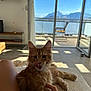 Asco a rejoint le concours — aidez-le/la à gagner de superbes lots ! cat, ginger_cat, fluffy_fur, licking_lips, pet, hand, couch, indoor, sunlight, shadows, mountain_view, glass_doors, blue_sky, relaxing, cozy, home_interior, furniture, window, daylight, domestic_pet