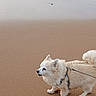 Tékila a rejoint le concours — aidez-le/la à gagner de superbes lots ! dog, beach, sand, water, leash, fluffy, white, pet, outdoor, canine, walking, animal, nature, coast, shore, fur, tail, daytime, small_dog, harness