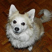 Tékila a rejoint le concours — aidez-le/la à gagner de superbes lots ! dog, pet, fluffy, white_fur, cream_fur, parquet_floor, indoor, curious_eyes, small_dog, ears_up, tail, looking_up, animal, cute, companion, furry, domestic, friendly, adorable, canine