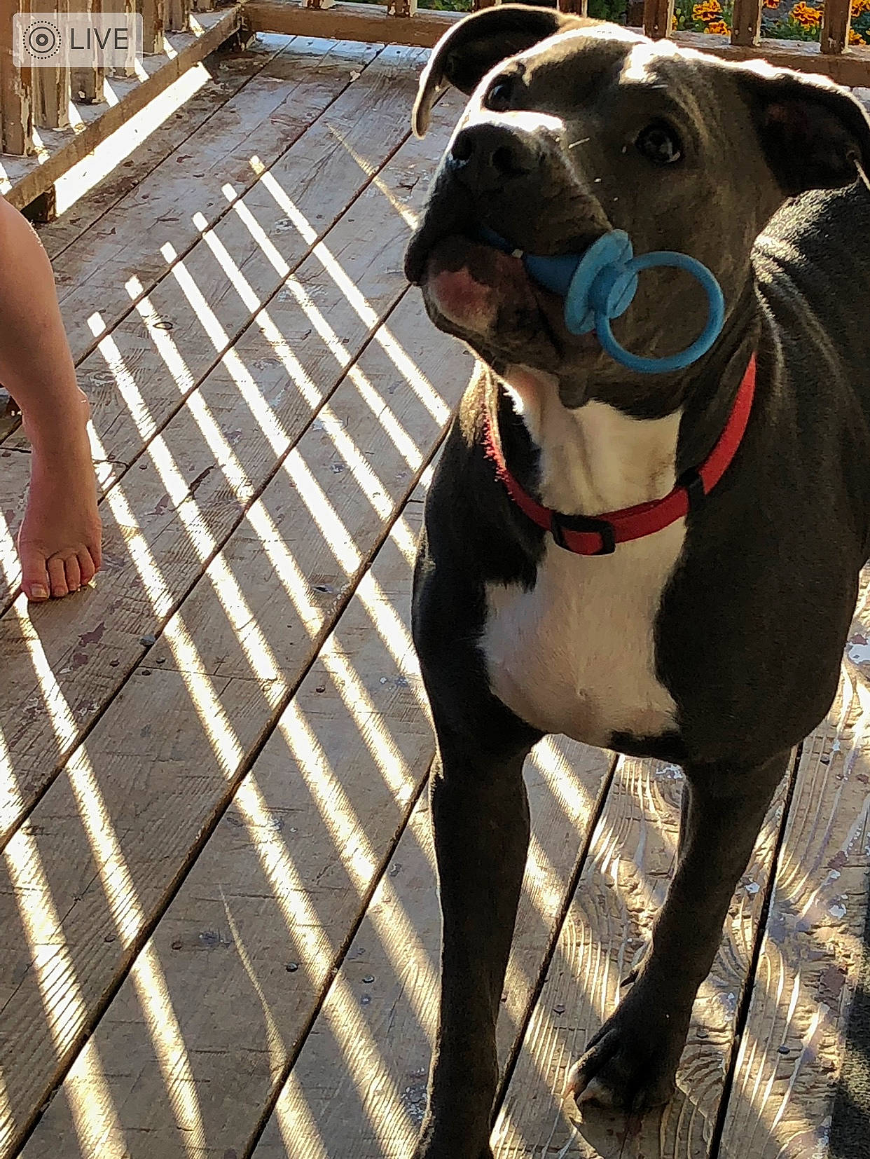 Lexi is registered to the contest to win money with this photo: american_bulldog, american_pit_bull_terrier, american_staffordshire_terrier, canidae, carnivore, collar, companion_dog, dog, dog_breed, dog_collar, dog_walking, fawn, great_dane, leash, mammal, non_sporting_group, pit_bull, snout, sporting_group, vertebrate