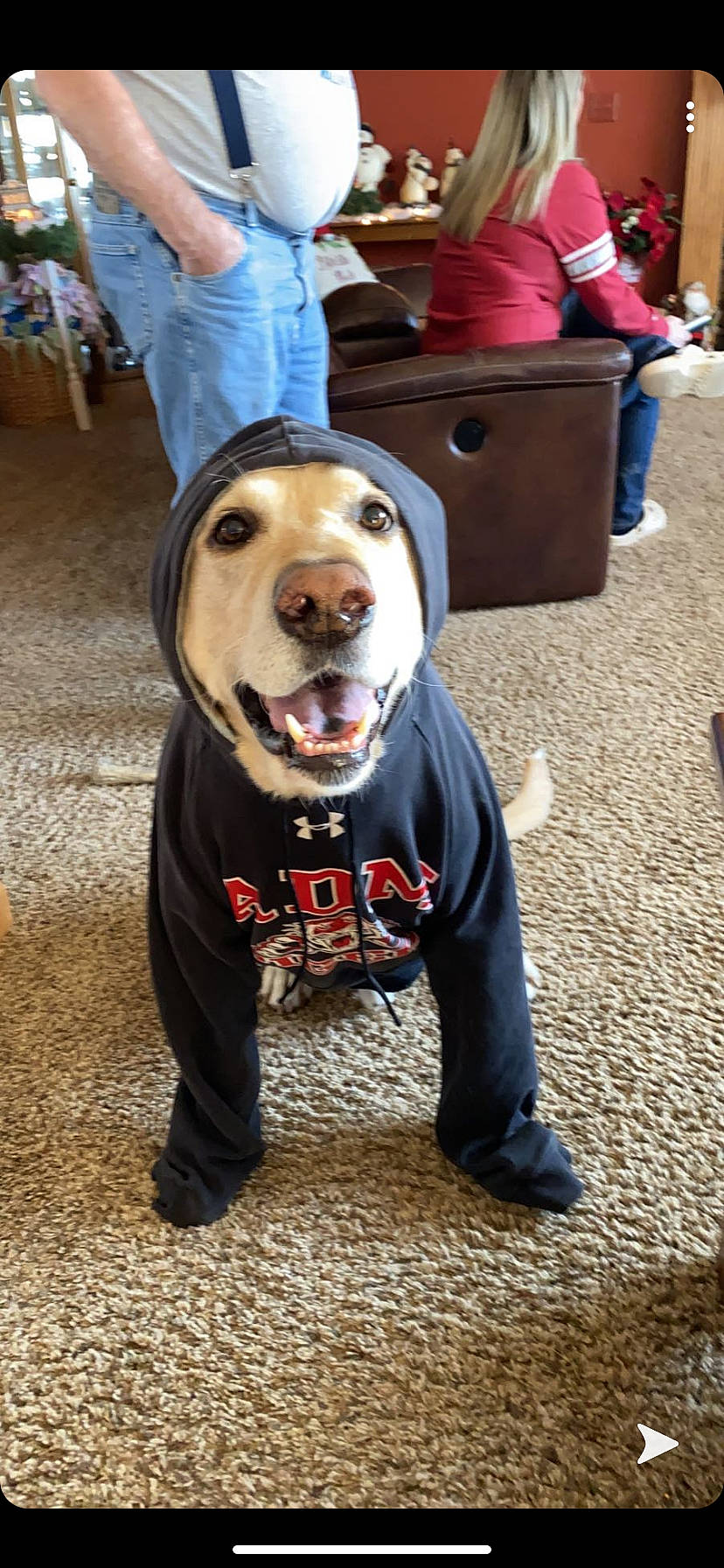 Max is registered to the contest to win money with this photo: american_pit_bull_terrier, american_staffordshire_terrier, canidae, carnivore, companion_dog, costume, dog, dog_breed, dog_clothes, fawn, non_sporting_group, pit_bull, snout, sporting_group