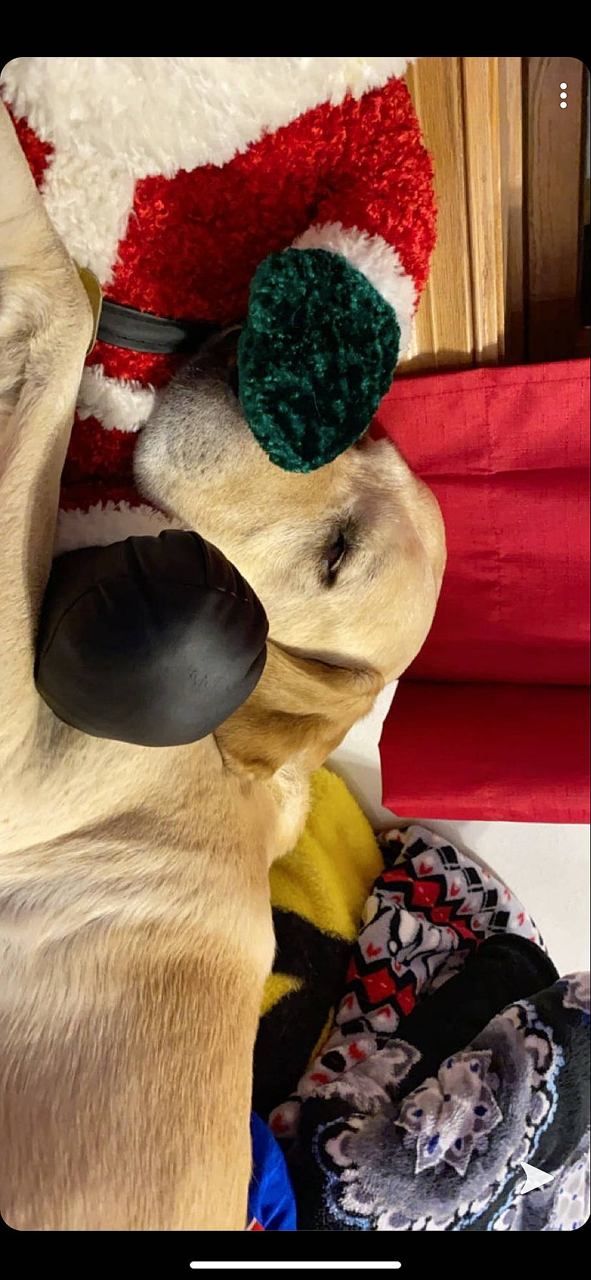 Max is registered to the contest to win money with this photo: canidae, carnivore, christmas, dog, dog_breed, dog_clothes, fawn, fictional_character, fur, holiday, non_sporting_group, pug, puppy, santa_claus, sporting_group, toy_dog