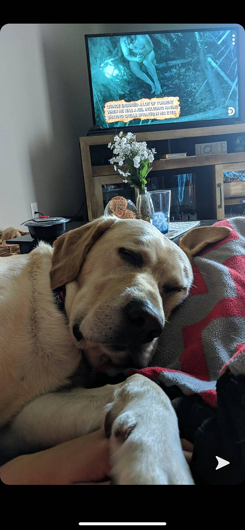 Max joined the competition — help win amazing prizes! broholmer, canidae, carnivore, companion_dog, dog, dog_breed, fawn, mammal, snout, sporting_group, vertebrate