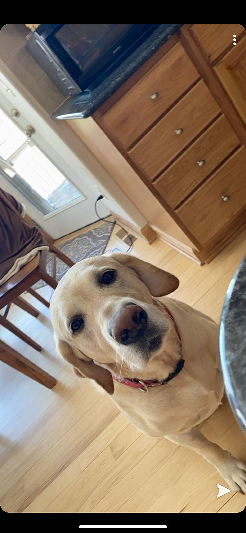 Max is registered to the contest to win money with this photo: canidae, carnivore, companion_dog, dog, dog_breed, fawn, floor, flooring, golden_retriever, labrador_retriever, mammal, nose, retriever, snout, sporting_group