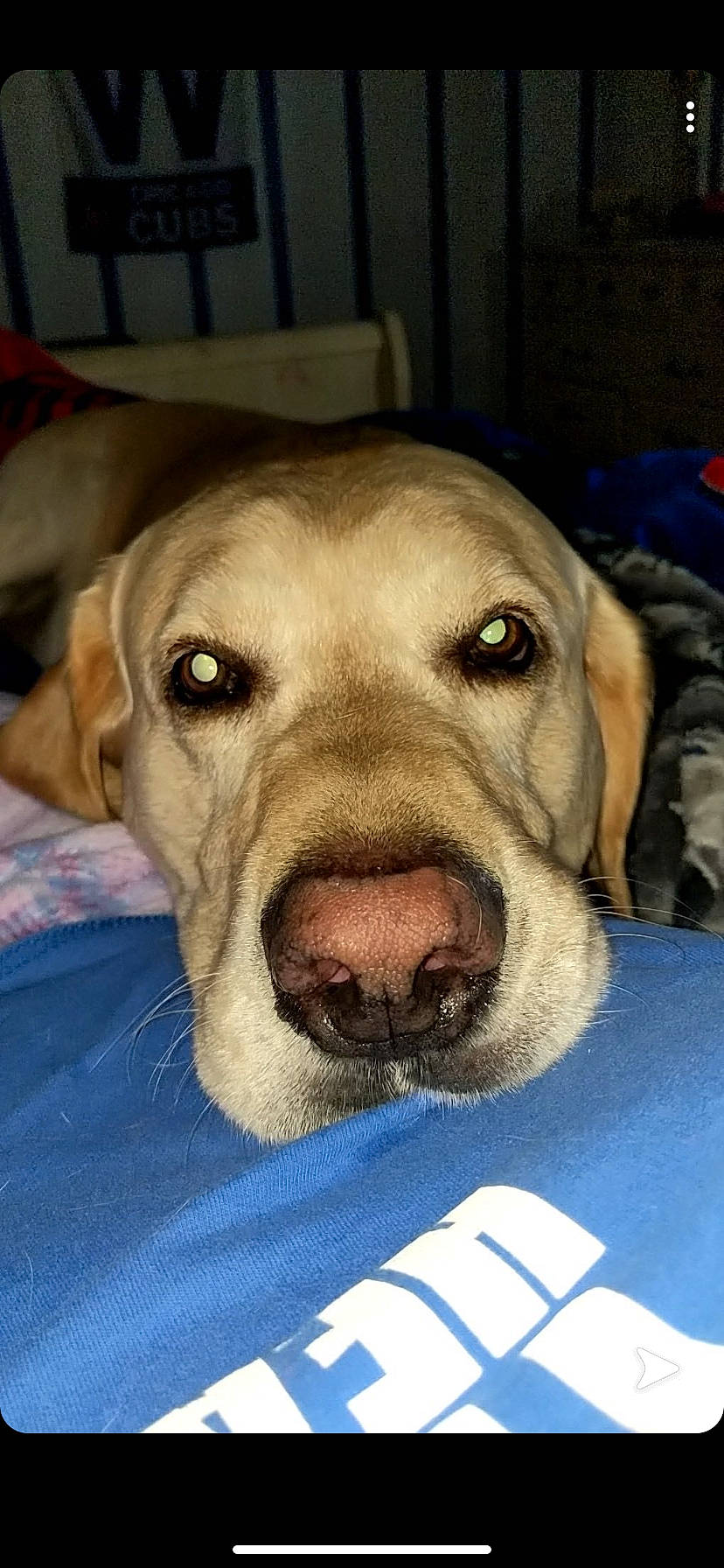 Max joined the competition — help win amazing prizes! beagador, broholmer, canidae, carnivore, companion_dog, dog, dog_breed, fawn, hunting_dog, labrador_retriever, mammal, nose, retriever, rhodesian_ridgeback, snout, sporting_group, vertebrate, vizsla, whiskers