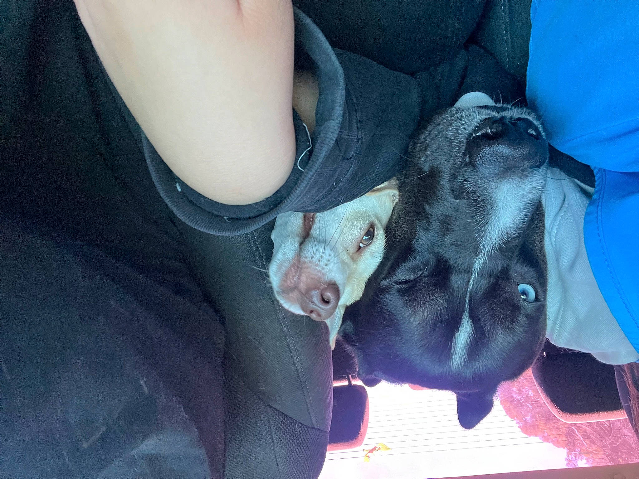 Kirito joined the competition — help win amazing prizes! car_seat, carnivore, comfort, companion_dog, dog, dog_breed, dog_collar, electric_blue, fur, guard_dog, nail, non_sporting_group, pointer, sleeve, sporting_group, sunglasses, toy_dog, weimaraner, working_animal