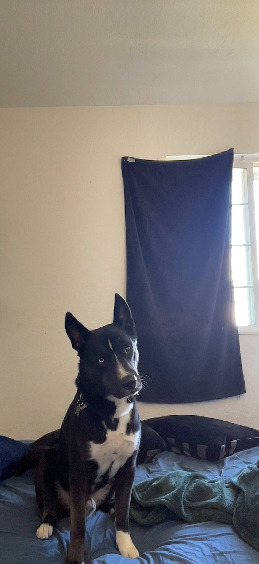 Kirito joined the competition — help win amazing prizes! art, canidae, carnivore, comfort, companion_dog, dog, dog_breed, flooring, herding_dog, non_sporting_group, snout, sporting_group, tail, tints_and_shades, visual_arts, whiskers, window, wood, working_animal, working_dog