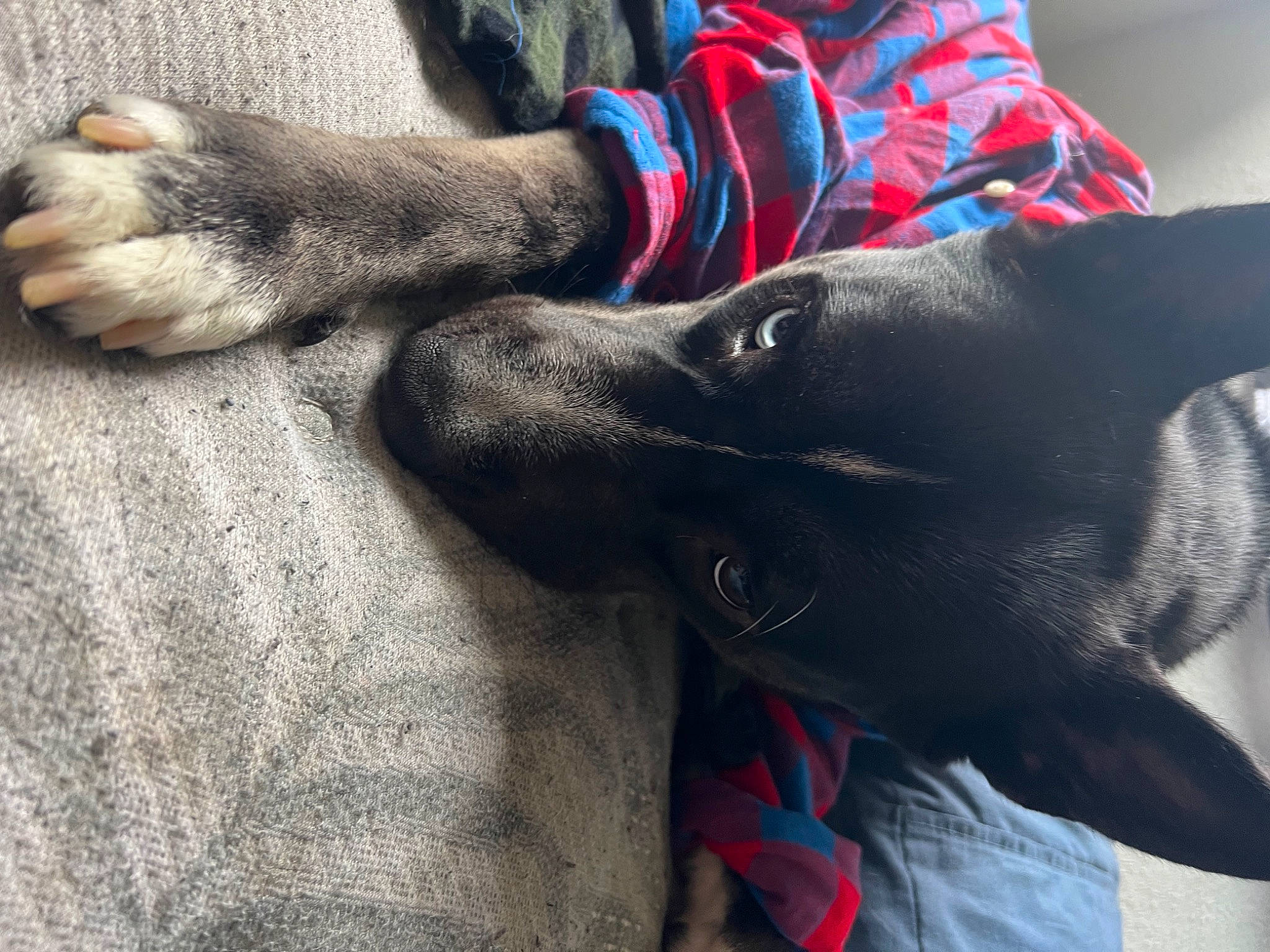 Kirito is registered to the contest to win money with this photo: canidae, carnivore, cloud, comfort, companion_dog, dog, dog_breed, electric_blue, felidae, foot, fur, gesture, grey, human_leg, nail, selfie, snout, sporting_group, tail, whiskers