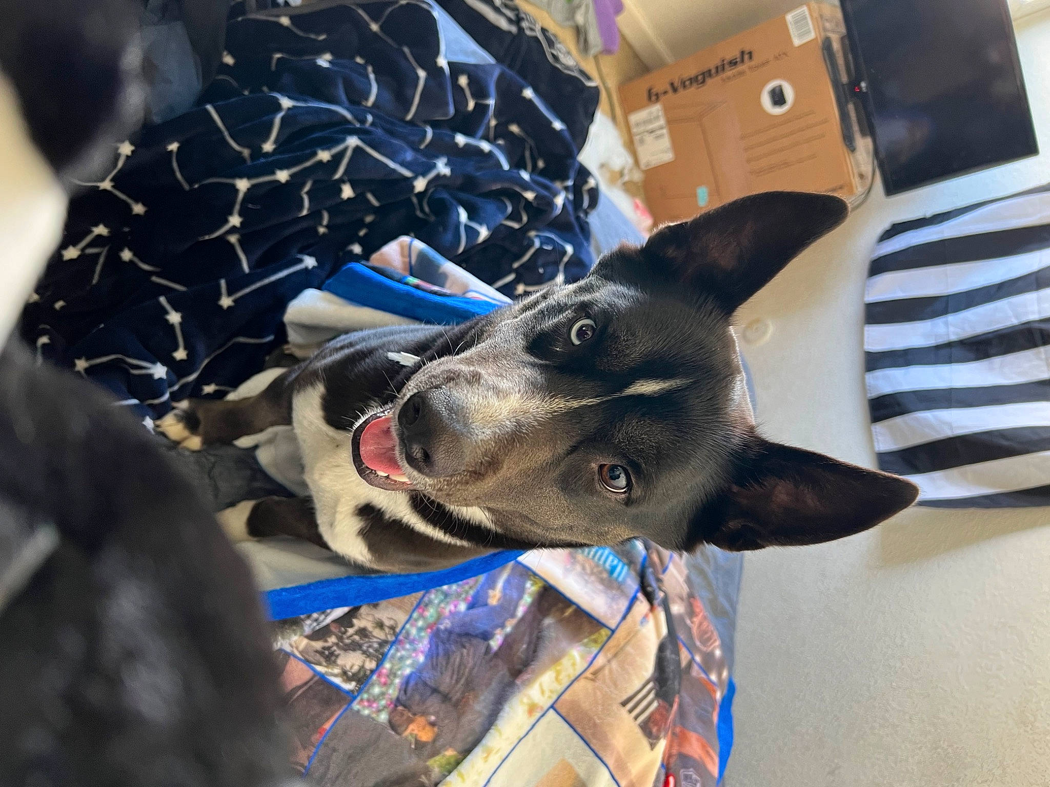 Kirito joined the competition — help win amazing prizes! canidae, carmine, carnivore, collar, comfort, companion_dog, cone, dog, dog_breed, dog_supply, electric_blue, foot, fur, non_sporting_group, pattern, shipping_box, snout, sporting_group, working_animal