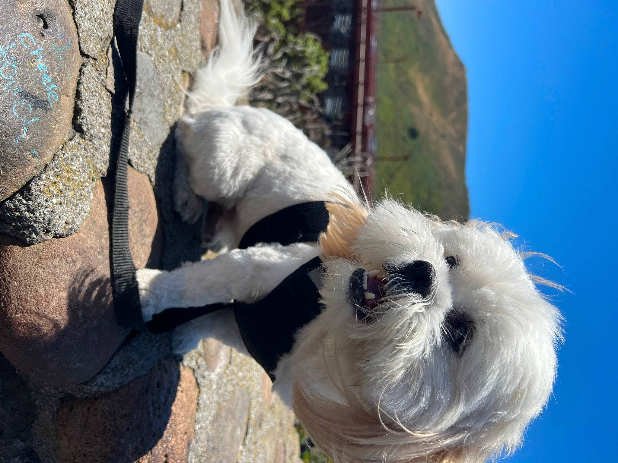 Buddy is registered to the contest to win money with this photo: canidae, carnivore, cockatoo, collar, companion_dog, dog, dog_breed, dog_collar, fawn, fur, non_sporting_group, sky, snout, sporting_group, stuffed_toy, terrier, toy, working_animal